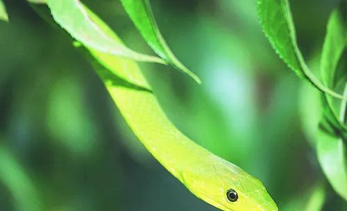 几种有毒蛇的生活习性