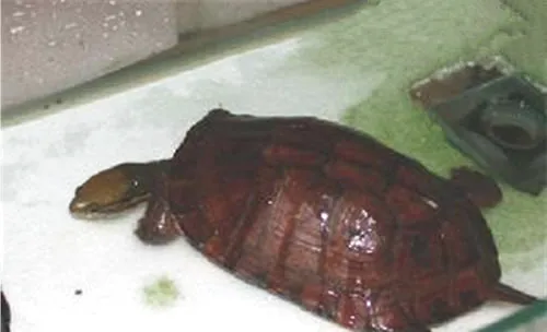 教你分辨激素龟以及为什么叫激素龟