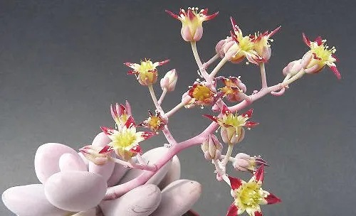 让多肉植物开花的小诀窍