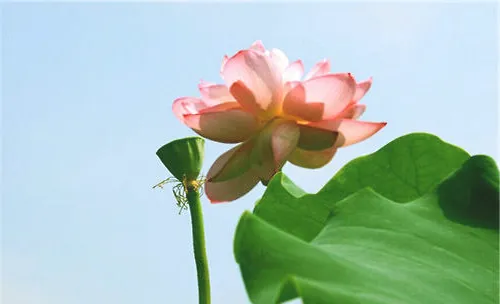 荷花的繁殖方法有些