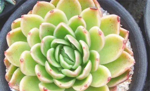 景天科多肉的有性和无性繁殖