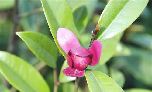 紫花含笑的嫁接方法