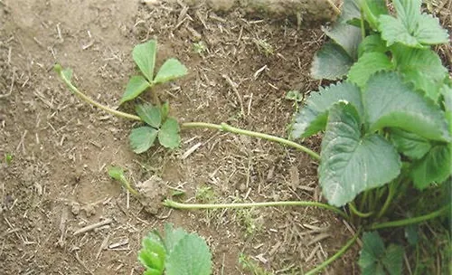 草莓的繁殖方式之葡萄茎繁殖