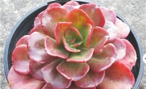 石莲花属多肉的繁殖方法