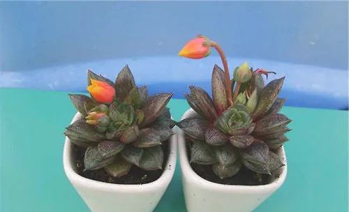 让多肉植物开花的小诀窍