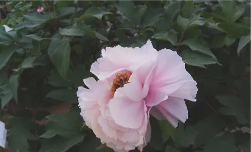 牡丹育种的六大重要途径