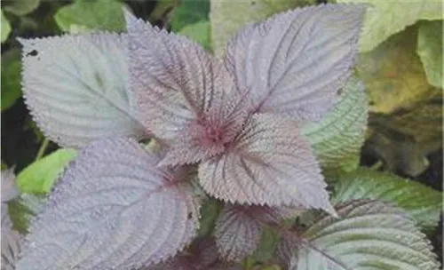 紫苏叶的两种繁殖方法