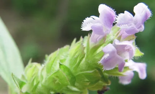 夏枯草的两种繁殖方法