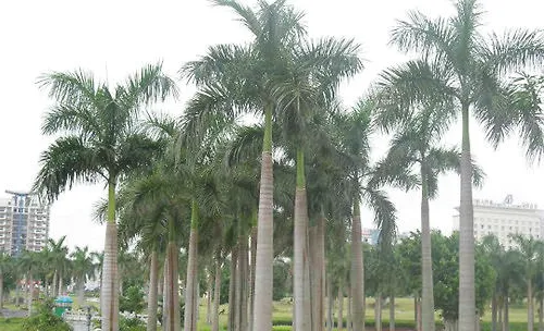 如何提高大王椰子的育苗成功率