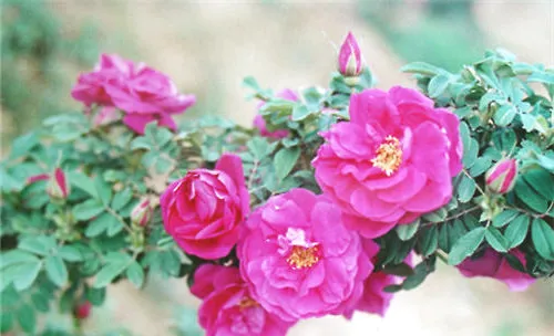 紫枝玫瑰嫩枝扦插的方法及时间