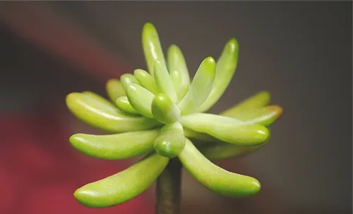 多肉植物枝插的方式与注意事项