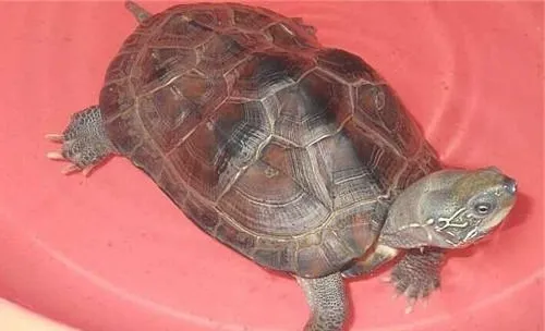 中华草龟能长多大？寿命有多长？