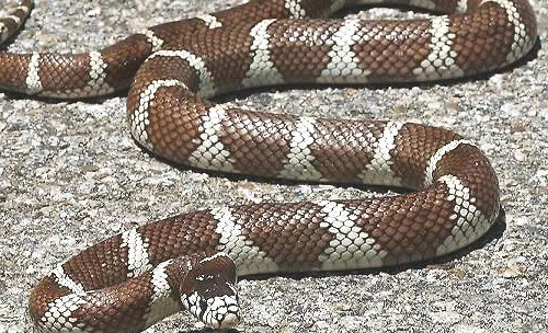 常见王蛇的一些饲养要点
