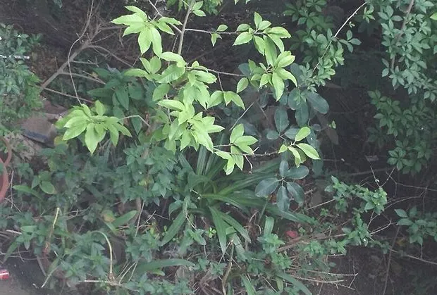 懒癌患者的陆龟散养区