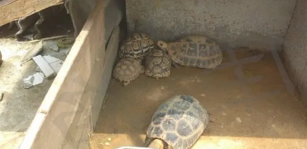 新手养龟需要避免不良心态