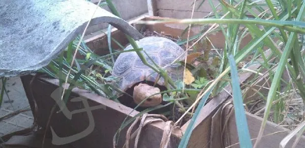 新手养龟需要避免不良心态
