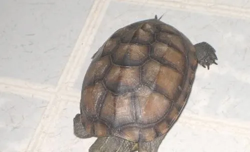 如何选择中华草龟苗