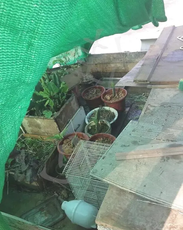 懒癌患者的陆龟散养区