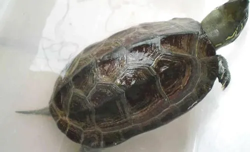 草龟种苗的选择和饲养