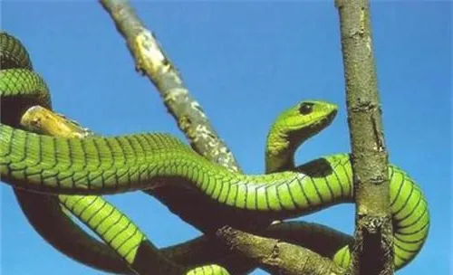 非洲树蛇的品种简介