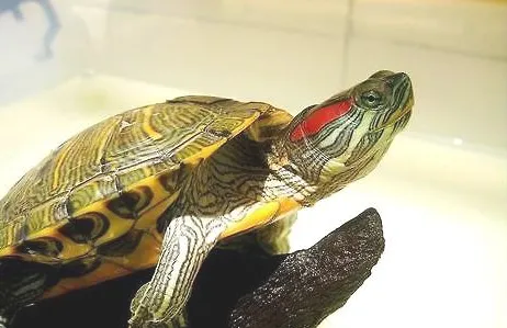 夏日养龟小贴士