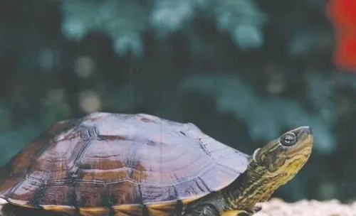 如何才能高效养龟