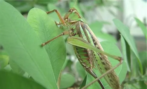 蝈蝈的喂食要点