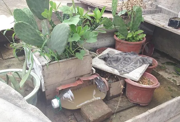懒癌患者的陆龟散养区