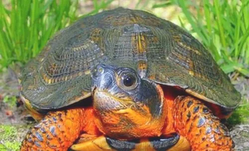 淡水龟对饲料和营养的需求