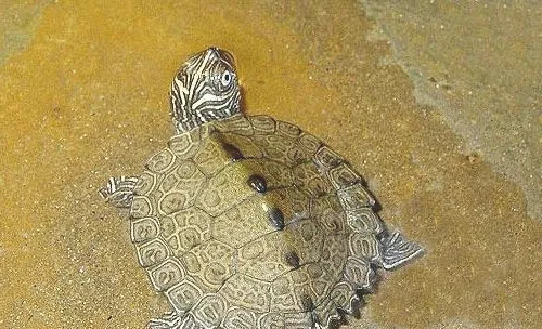 温室龟有哪些弊端