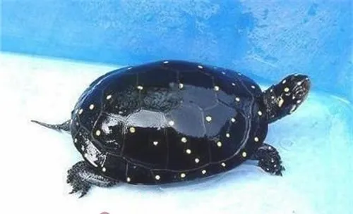 星点水龟的外观特征
