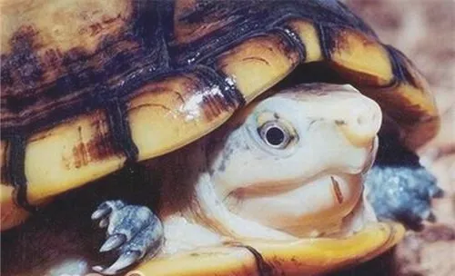 褶皱泥龟的生活环境
