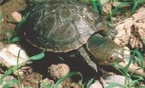 索若拉泥龟的生活环境