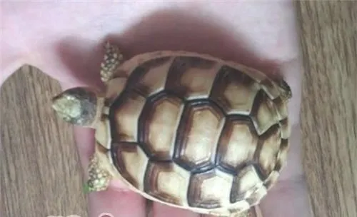 缘翘陆龟的形态特征