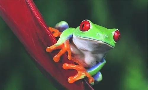 红眼树蛙的品种简介