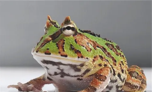 角蛙的喂食要点