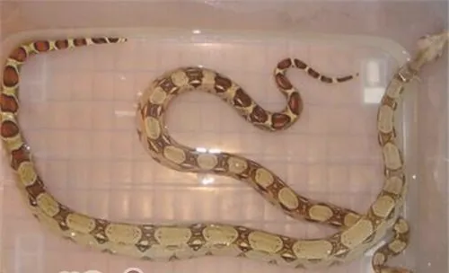 红尾蚺的饲养知识
