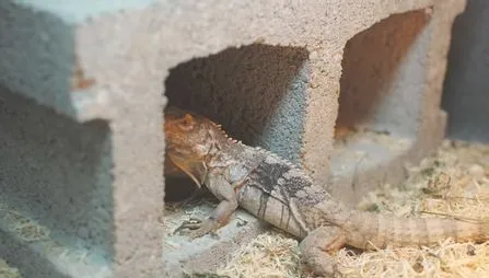 刺尾鬣蜥的喂食要点
