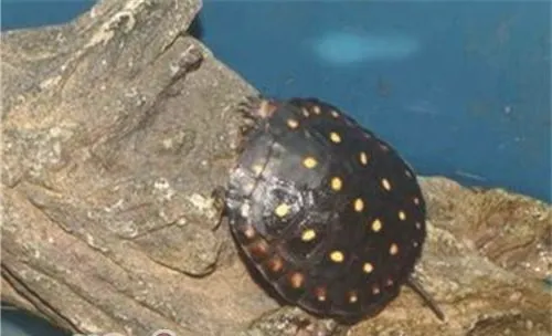 星点水龟的品种简介