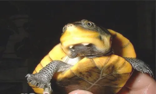 亚马逊泥龟的品种简介