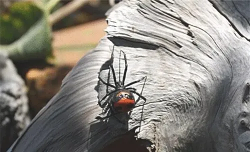 红斑寇蛛的形态特征