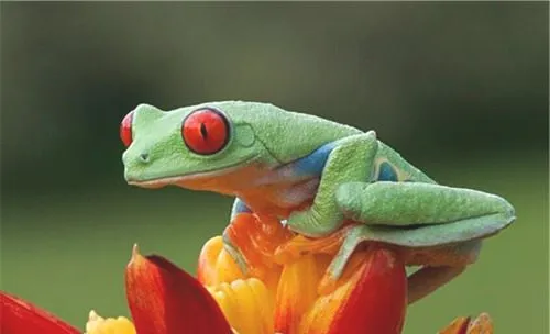 红眼树蛙的饲养知识