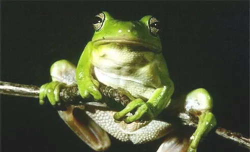 黑掌树蛙的品种简介