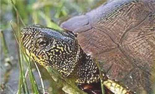 石纹水龟的品种简介