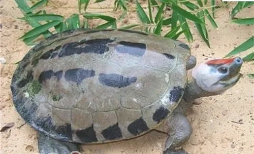 咸水泥彩龟的生活环境