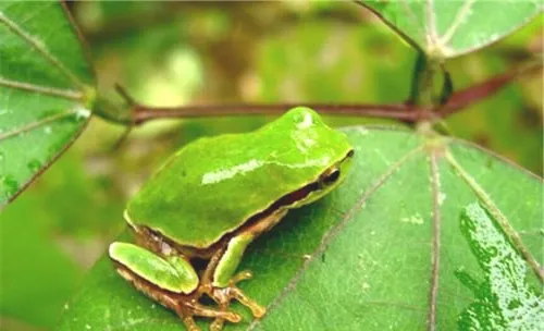 华西雨蛙的品种简介
