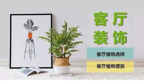 客厅软装|客厅摆放什么植物好?摆放绿植要