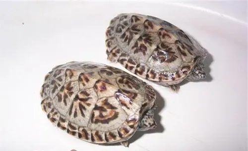 三弦巨型鹰嘴泥龟的外观特征