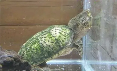 巨头麝香龟的外观特征