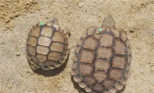 卡鲁海角陆龟的饲养要点